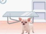 Pocket Dogs