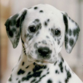 Nintendogs: Dalmatians & Friends